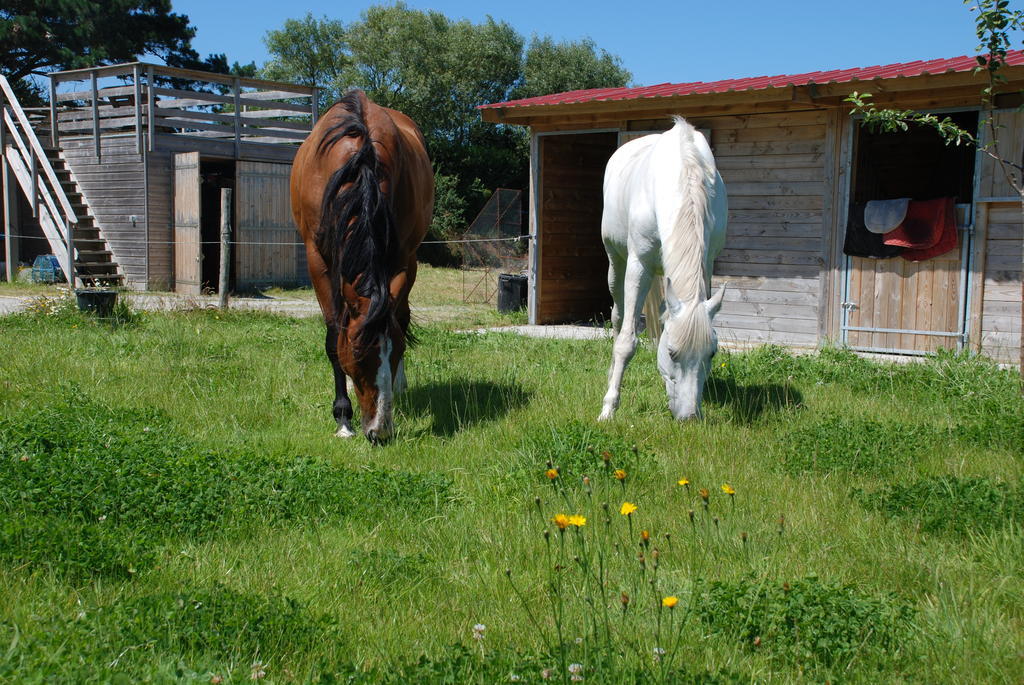 Roulotte Gites O Bien-Etre Massage Spa Sejour Bien-Etre En Hebergement Insolite Roulotte Karantez Ou En Gites Melon Ou Yock A 800 M Des Plages Maison D'Hote Drogou Porspoder Camera foto