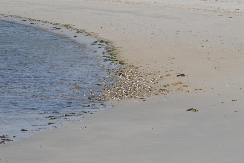 Roulotte Gites O Bien-Etre Massage Spa Sejour Bien-Etre En Hebergement Insolite Roulotte Karantez Ou En Gites Melon Ou Yock A 800 M Des Plages Maison D'Hote Drogou Porspoder Esterno foto