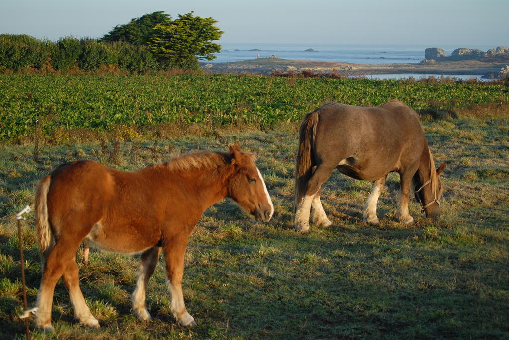 Roulotte Gites O Bien-Etre Massage Spa Sejour Bien-Etre En Hebergement Insolite Roulotte Karantez Ou En Gites Melon Ou Yock A 800 M Des Plages Maison D'Hote Drogou Porspoder Esterno foto